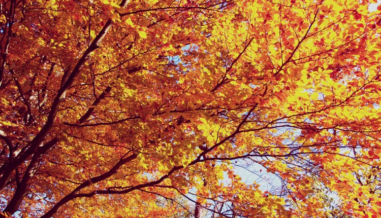Autumn Garden Tour