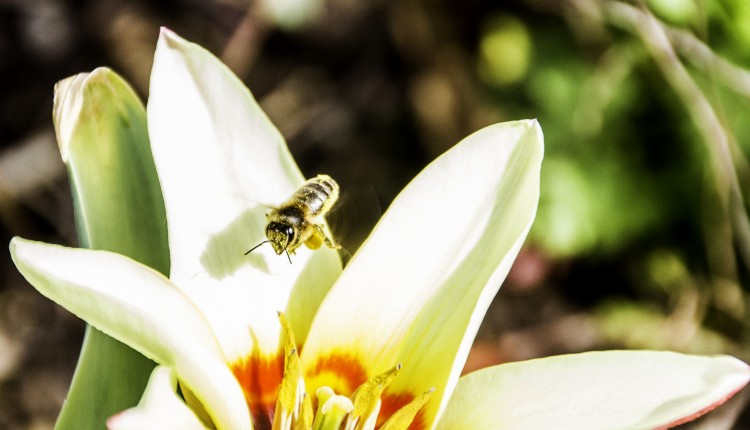 Spring