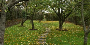 The Orchard