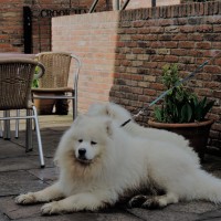 Dogs