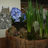sue elsdon